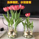 重瓣郁金香花卉荷蘭進(jìn)口多年生5度大種球百合室內(nèi)外植物盆栽好養(yǎng) 混合10球 營(yíng)養(yǎng)液+肥料+彩石+2盆 常規(guī)