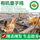【有機散養(yǎng)土雞】農家鮮活現殺跑山笨雞 生鮮雞肉 滋補月子餐雞湯 【有機童子雞】殺后1.6-2斤