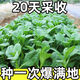 【20天采收】四季菜心四九甜菜心廣東青菜籽盆栽蔬菜 【今年新種】超嫩甜菜心種子 每日99份 2包【約3080粒】