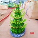 意軒富貴竹塔節節高水培植物盆栽竹子觀(guān)音竹發(fā)財轉運寶塔竹桌面盆景 五層竹塔+陶瓷盆