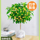 瑰瑋桂花樹苗四季桂盆栽桂花苗丹桂花卉植物易活陽臺耐寒庭院園藝好養(yǎng) 精品四季桂花70-90厘米左右 不含盆