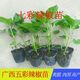 廣西七彩椒苗食用泡椒五彩辣椒苗蔬菜苗盆栽常綠觀(guān)賞可食用四季 七彩椒苗20棵帶杯帶土(宋二棵)