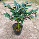 亦運(yùn)林篆香妃烈香山茶花盆栽濃香型室內(nèi)陽臺(tái)庭院四季常青綠植花卉耐寒植物 2年高約20公分不帶花苞