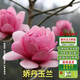 濱淇玉蘭花樹(shù)嬌丹玉蘭三季開(kāi)花包對版/嬌丹玉蘭苗2公分粗1棵源頭直發(fā)
