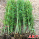 歐博竹子苗庭院四季常青羅漢竹紫竹耐寒大型金鑲玉竹子樹(shù)苗慈孝竹青竹 青竹1厘米粗10棵 150cm-300cm