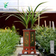 翁源蘭花墨蘭黃金日向金邊線藝蘭苗藝草銘品 好養(yǎng)濃香大氣 日向4苗【大壯苗】當年開花