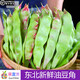 果郡猴【順豐直達】東北油豆角當季現摘一點(diǎn)紅油豆角九月青新鮮蔬菜整箱 4斤精選裝