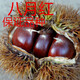 子豪緣特價(jià)盆栽/地栽果樹(shù)苗 板栗苗 八月紅 板栗樹(shù)苗 當年結果苗 5年苗當年結果 60cm(含)-110cm(含)