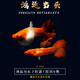 森悠（SARYOR）孔雀魚(yú)純種觀(guān)賞魚(yú)小型淡水好養熱帶魚(yú)活體斑馬金魚(yú)鳳尾魚(yú)繁殖 鴻運當頭2對+1對防損【3公3母】