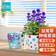 IAM City Farmer鼠尾草DIY植物種植趣味盆栽芳香植物易開花兒童盆栽親子種植10073
