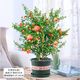 意軒石榴樹(shù)樹(shù)苗盆栽花卉植物室內外庭院觀(guān)賞果樹(shù)四季開(kāi)花好養綠植盆景 石榴花+加侖盆C款（帶花苞發(fā)貨）