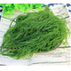 鮮木龍須菜海菜石花菜食材發(fā)菜長(zhǎng)壽海草海產(chǎn)品 鮮木鮮木 1斤