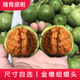 老農哥【蛤蟆頭青皮】金蟾延慶開(kāi)背文玩核桃帶皮蛙蛙呱呱自開(kāi)小眾賭青皮 金蟬蛤蟆頭 54-55mm蛤蟆頭青果【1對】