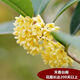 桂花樹苗桂花苗盆栽金桂四季桂室內(nèi)外濃香型陽臺(tái)花卉綠植庭院盆景植物 天香臺(tái)閣【四季開花濃香】 6年苗【花滿樹粗壯】