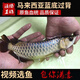 藍底過(guò)背高背練手金龍魚(yú)苗活魚(yú)苗古典金頭印尼辣椒超血紅龍觀(guān)賞魚(yú) 【正品保障】精品高背金龍 14-16cm【血統純種】