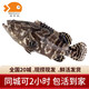 喵和漁【活鮮】鮮活石斑魚龍膽魚 活魚老虎斑鮮活海鮮 1.5-1.6斤/一條