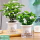 錦楓梔子花盆栽花卉植物室內帶花苞陽(yáng)臺水培綠植大樹(shù)苗四季好養 開(kāi)花組合梔子花+茉莉花雛菊吸水 帶盆栽好