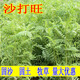 綠中城紫穗槐種子棉刺槐樹(shù)綠化斜山邊坡高速公路護坡固土植物雜灌木草籽 【沙打旺】1斤