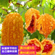 昂?jiǎn)⑺“]瓜種子金鈴子賴葡萄種子可生食味