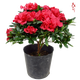 帶花苞發(fā)貨映山紅杜鵑花苗盆栽室內(nèi)庭院植物杜娟花四季開花 紅色40厘米高 不含盆
