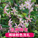 綠絲絳風(fēng)車(chē)茉莉盆栽大苗絡(luò)石藤垂絲爬藤花卉耐寒陽(yáng)臺(tái)綠植物四季開(kāi)花庭院 粉色風(fēng)車(chē)茉莉 1-1.2米高藤長(zhǎng)壯苗（原土發(fā)貨）