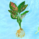 綠有意水培植物吉利紅室內(nèi)花卉盆栽綠植九里香水養(yǎng)發(fā)財(cái)樹綠蘿富貴竹大全 粉如意1棵+營養(yǎng)液 不含盆
