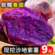 閩農(nóng)語果紫薯沙地新鮮采摘代餐粗糧紫薯地瓜薯蜜薯紅薯地瓜健身番薯地瓜 3斤 單果3-6兩 【代餐好薯】