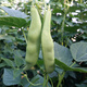 密之藍(lán)天現(xiàn)摘現(xiàn)發(fā) 農(nóng)家自種扁豆角500g新鮮蔬菜生鮮茄瓜果類油豆角長(zhǎng)豆角 500克