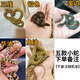酷威玉米蛇活物真蛇寵物蛇活體新手練手黑王爬寵翠青異寵白化王蛇 金邊/鉛色/華油/魚(yú)游/三線(xiàn)
