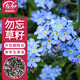 壽禾 勿忘我種子苗家庭盆栽種植花卉種籽 濰豐壽藝勿忘我種子2500粒