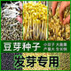 長豆芽綠豆發(fā)豆芽小明綠豆小粒發(fā)芽專用芽豆水培生豆芽苗菜種子 發(fā)芽專用(中綠豆+黑豆+黃豆)各半