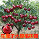 藝觀(guān)園車(chē)厘子樹(shù)苗櫻桃樹(shù)苗南方北方種植盆栽庭院果樹(shù)矮化櫻桃樹(shù)大櫻桃苗 5年苗（當年結果）品種備注
