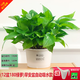 綠有意綠蘿盆栽除甲醛室內(nèi)好養(yǎng)花卉植物綠蘿批發(fā)辦公室新房裝修凈化空氣 180白色早安綠蘿12盆+壺+30肥 帶盆帶土發(fā)貨