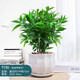 墨一竹柏盆栽綠植清香驅(qū)蚊室內(nèi)好養(yǎng)四季常綠 大號花瓣白瓷盆 源頭直發(fā)