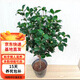 克瑞墨大牡丹茶花樹(shù)苗紅花綠植盆景地栽盆栽 八年苗克瑞墨 不含盆