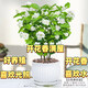 重瓣茉莉花盆栽濃香型南方四季開花帶盆驅(qū)蚊綠植花卉室內(nèi)陽臺庭院 茉莉4~5棵帶花苞發(fā)貨【送白豎紋高檔陶瓷盆】