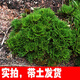 山頭林村野生卷柏盆栽九死還魂草小盆栽植物迷你綠葉植物四季常青 一窩20株帶原土發(fā)貨 下單