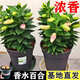百合花種球香水百合四季開花好養(yǎng)活花卉植物室內(nèi)外花苗盆栽花種子 精選【香水百合】顏色隨機(jī) 5顆