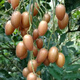 雞心黃皮果樹(shù)苗無(wú)核冰糖黑黃皮貴妃嫁接果樹(shù)產(chǎn)地直發(fā)四季盆地栽 雞心黃皮苗(果大肉厚多汁) 二年苗1棵 明年結(jié)果