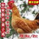 嘜兜園2只裝 童子雞小公雞農(nóng)家散養(yǎng)凈重約1.5斤每只 未打鳴小公雞 雞肉 童子雞2只