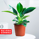 綠有意金鉆盆栽植物水培綠植花卉多肉辦公室內(nèi)去吸除甲醛鉑金鉆綠公主 金鉆1棵(原土盆)+營(yíng)養(yǎng)液 含盆
