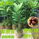 良種嫁接高產(chǎn)矮化板栗樹苗栗子苗大紅袍錐栗苗早熟南北方種植帶土 油板栗苗 二年苗