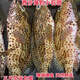 海南三沙西沙蜂巢斑蜂窩斑小石斑魚(yú)鮮活速凍海鮮水產(chǎn)海釣新鮮煮湯 2斤裝（12-14條）