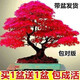 紅楓樹四季紅【買一發(fā)二】盆景耐寒四季種植中國紅楓葉室內外盆栽 隨機 買一發(fā)二【型號備注】 裸根不帶土