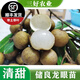 黃忠文 龍眼苗石硤儲(chǔ)良龍眼雙季四季蜜龍眼苗桂圓苗嫁接樹南北種植 4年苗儲(chǔ)良龍眼（高80-100cm）