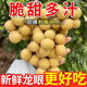 脆甜新鮮龍眼中大果正宗龍眼桂圓批發(fā)現摘當季水果5斤1斤整箱包郵 帶箱（嚴選裝）4斤