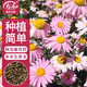 壽禾 除蟲(chóng)菊種子苗驅蟲(chóng)多年生盆栽花草籽 濰萫除蟲(chóng)菊種子3g約1200粒
