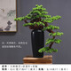 樸記 禪意新中式仿真迎客松藝術(shù)品擺件客廳酒店玄關(guān)辦公桌軟裝室內(nèi)創(chuàng)意陶瓷盆景家居根雕桌面裝飾品 崖柏迎客松組合