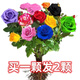 睿格達(dá)嫁接多色玫瑰花老樁玫瑰薔薇老根四季開花月季花苗室內(nèi)外盆栽大花 多色12號(hào) 買一顆送一顆發(fā)2顆 不含盆
