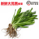 曠古農(nóng)業(yè)【順豐】大芫茜新鮮大香菜 冬陰功材料芫荽香料蔬菜 1000g